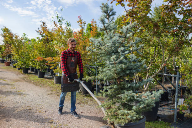 Best Tree Removal Services  in Goliad, TX